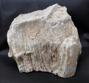 Versteinertes Holz Indonesien